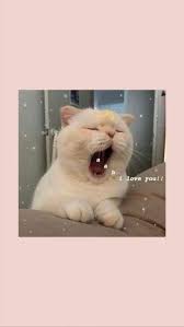 Pin By Boo On My Borad Kitten Wallpaper Cat Wallpaper Cute Cat Wallpaper