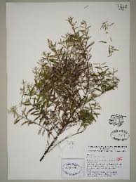 Image result for Phylica emirnensis