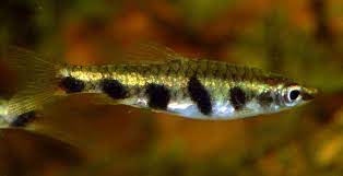 Espei = in honor of tropical fish nannostomus espei. Barred Espei Pencilfish Nannostomus Espei Tropical Fish Keeping