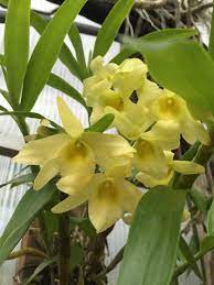 Dendrobium Yellow Song Canary Elite Orchids Dendrobium Orchids Orchid Flower Orchids