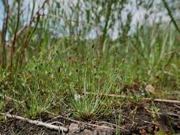 Image result for Eleocharis atropurpurea