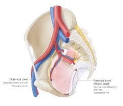 Female pelvis is the locationovaries, which are located on the sides of the uterus. Pelvis And Hip Joint Amboss