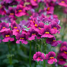 Image result for Nemesia