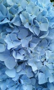 Flowers Hydrangea And Blue Kep Blue Aesthetic Pastel Blue Flower Wallpaper Flower Aesthetic