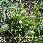 Image result for Asystasia mysorensis