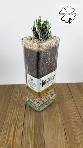 Is the tequila made from a cactus called agave? Live Plant In A Recycled Tequila Bottle Haworthiafasciata Zebracactus College Homebar Tequila Botellas De Tequila Florero Con Botellas Botellas De Vidrio