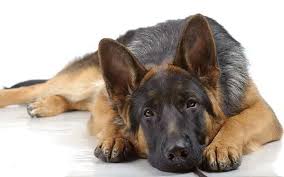 She's on the board of playing again. You Can Treat Your Dog S Hip Dysplasia Naturally Healing Paws Center Fort Lauderdale Fl