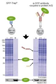 A trap statement is scoped to where it compiles. Gfp Trap Chromotek