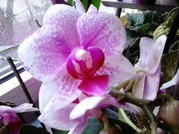 Phal Little Kolibri Rotterdam Orchids