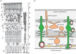 Cells, muller glia, muller cells (en); Glial Cell Regulation Of Neuronal Activity And Blood Flow In The Retina By Release Of Gliotransmitters Philosophical Transactions Of The Royal Society B Biological Sciences