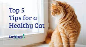 Top 5 Tips For A Healthy Cat Healthy Cat Cat Care Cats