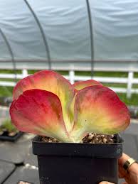 Image result for kalanchoe thyrsiflora