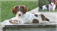 Black And Tan Long Haired Piebald Dachshund
