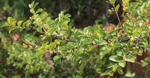 Image result for Grewia hornbyi