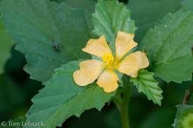 Image result for Malvastrum coromandelianum