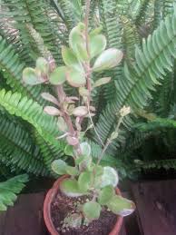 Image result for Kalanchoe rotundifolia