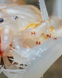 Image result for Blepharis stuhlmannii