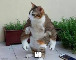 Diapering a cat in stud pants and overalls. Cats Cursed Memes Gifs Imgflip