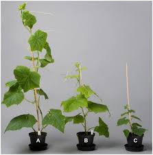 Image result for Lagenaria rufa