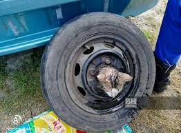 We did not find results for: Love Kuala Selangor Anggota Angkatan Pertahanan Awam Apm Daerah Kuala Selangor Mengeluarkan Kucing Jantan Dewasa Yang Tersepit Di Bahagian Tayar Simpanan Sebuah Kereta Di Kampung Pasir Tuntung Nstp Ihsan Apm Facebook