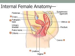 Get prepared for your anatomy exams: Human Reproduction Ppt Video Online Download