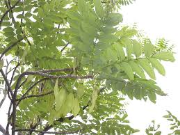 Image result for Pericopsis