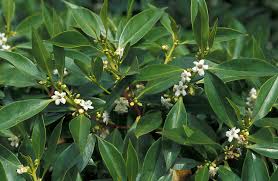 Image result for Myoporum laetum