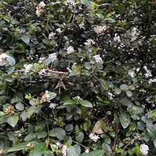 Image result for Carissa bispinosa