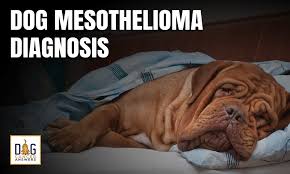 We did not find results for: Dog Mesothelioma Diagnosis Dr Dressler Q A