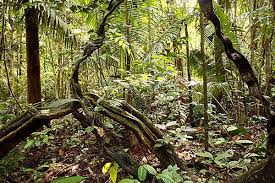Jungla Amazon Rainforest Rainforest Peru Travel