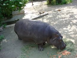 Hippopotamus Wiktionary