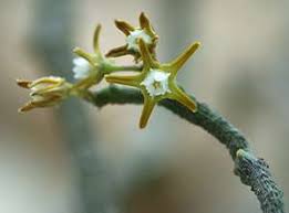 Image result for Cynanchum praecox