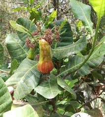 Image result for Anacardium occidentale