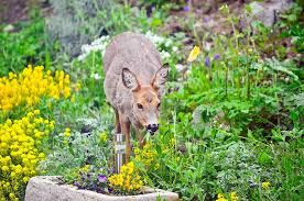 Maybe you would like to learn more about one of these? 5 Super Effective And Humane Ways To Keep Deer Out Of Your Garden Garden Betty