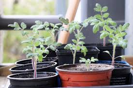 Werden bestimmte pflanzen nebeneinander platziert, beeinflussen sie die entwicklung günstig beziehungsweise ungünstig. Tomaten Auspflanzen Wann Ist Der Beste Zeitpunkt Tomaten Setzen Hausgarten Net