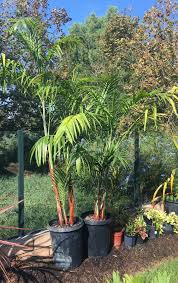 Image result for Chamaedorea radicalis