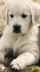 They are adorable and have fit right into our home. Sugar Spun Goldens