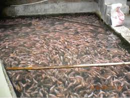 Kolam Ikan Nila Wajib Ada 5 Hal Ini