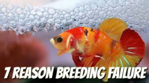 7 Common Reasons Betta Breeding Failure Youtube