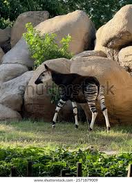 Image result for Cyanastrum johnstonii