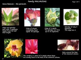 Image result for Malvaceae subfamily Grewioideae