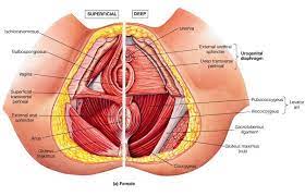 In front it is incomplete, presenting a wide interval between the anterior borders of the ilia, which is filled up in the. Pelvic Floor Physical Therapy The Sexmed Advocate