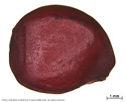 Image result for Androstachys