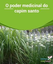 Cha De Canela De Velho Beneficios E Maleficios O Poder Medicinal Do Capim Santo Com Imagens Capim Santo Capim Chas Medicinais