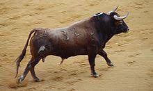40+ full size coloring pages for adults for printing and coloring. Spanish Fighting Bull Wikipedia