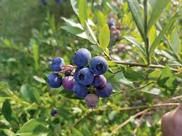 The rabbiteye blueberry, vaccinium ashei, can be found in river valleys in northern florida and southeastern georgia. Louisiana Super Plants Rabbiteye Blueberries