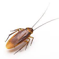 Maybe you would like to learn more about one of these? Blatte Germanique Comment S En Debarrasser Produit Antinuisible