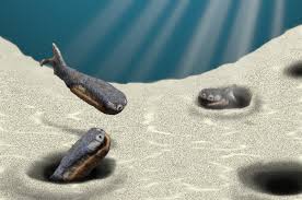 Image result for Vepris sansibarensis