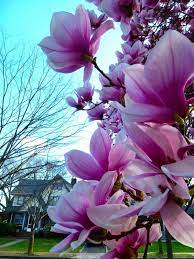 A Month Early Magnolias Welcome Spring To Montclair Pink Spring Flowers Magnolia Welcome Spring