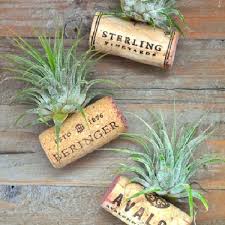 The best thing about air plants is their ease and versatility. 51 Most Amazing Air Plant Display Ideas Balcony Garden Web